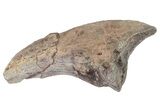 Carcharodontosaurid Dinosaur (Eocarcharia?) Foot Claw - Niger #262227-1